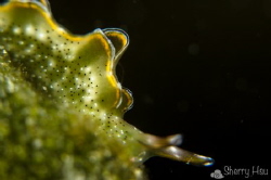Ornate Sapsucking Slug@Long Dong Bay by Sherry Hsu 